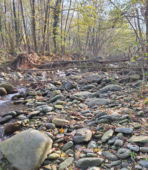 POSSIBILITA DI RECUPERO DEL LEGNO NELLALVEO DEI FIUMI E TORRENTI - L.R. 27 del 17/10/2023